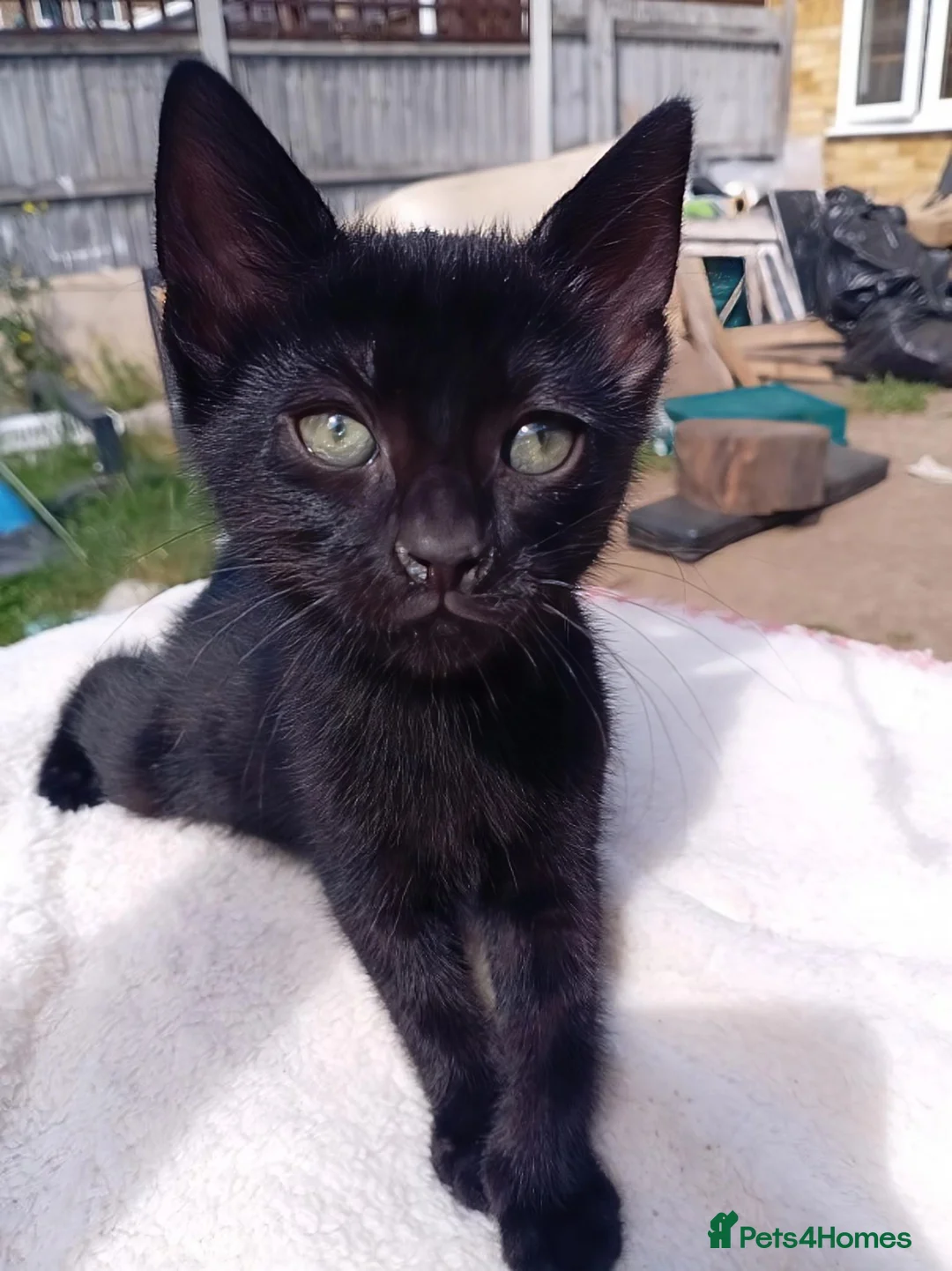 British Shorthair cats for sale: Black domestic Shorthair kittens - Advert 2
