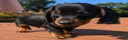 Miniature Dachshund dogs for sale: Quality KC/ PRA clear Miniature Dachshund puppies  - Advert 1