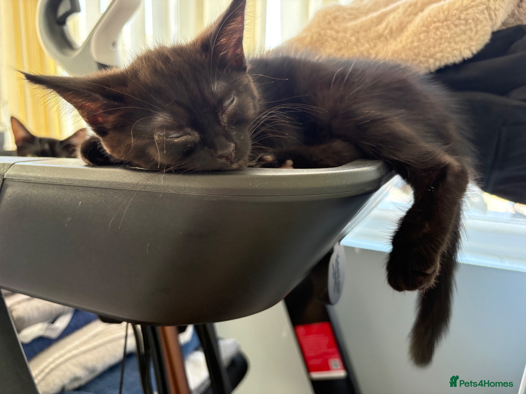 British Shorthair cats 2 female kittens - Available now!  - Advert 3
