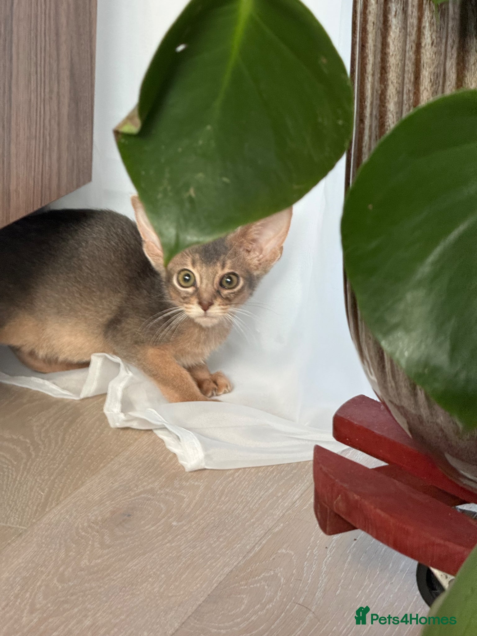 Abyssinian cats     Gorgeous kittens from champion parents 😽 - Advert 10