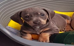 Miniature Dachshund dogs for sale: 4 x miniature dachshund pups left - Image 1