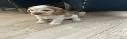 Cocker Spaniel dogs for sale: Kc reg show type cockers - Advert 6