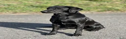 Labrador Retriever dogs for sale: Beautiful Small black labrador puppies in Bristol - Advert 2