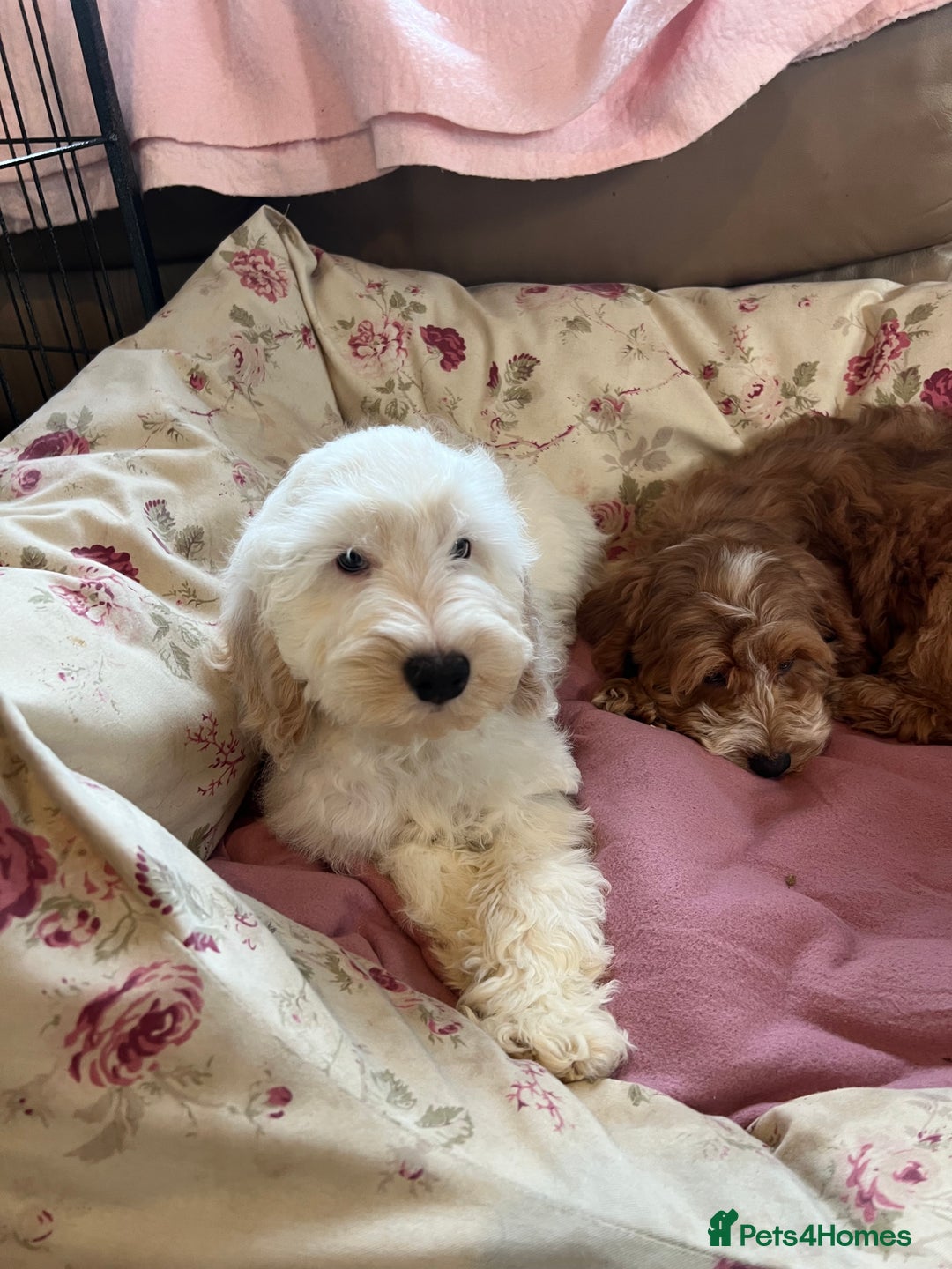 Cockapoo dogs for sale: F1 cockapoo puppies  - Image 8