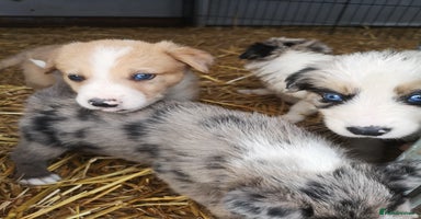 Border Collie dogs - Advert 9