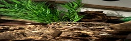 Leopard Gecko reptiles for sale: Leopard gecko and custom viv - Advert 3