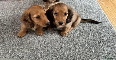 Miniature Dachshund dogs - Advert 5