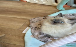 Ragdoll cats for sale: Stunning Bluepoint Pedigree Ragdoll Kittens Ready - Advert 5