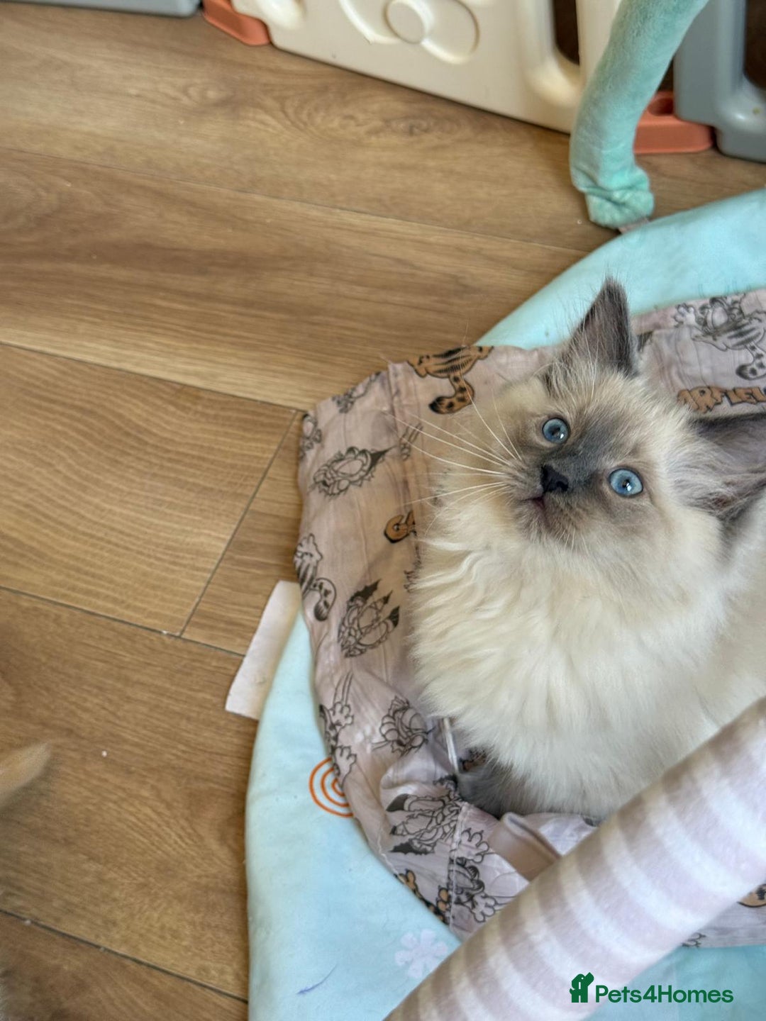 Ragdoll cats for sale: Stunning Bluepoint Pedigree Ragdoll Kittens Ready - Advert 5