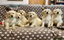 Golden Retriever dogs for sale: Golden Retriever Puppies Looking for Loving Homes! - Image 4