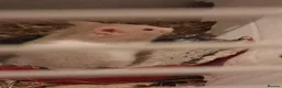 Hamster rodents for sale: Baby syrian hamsters - Advert 2