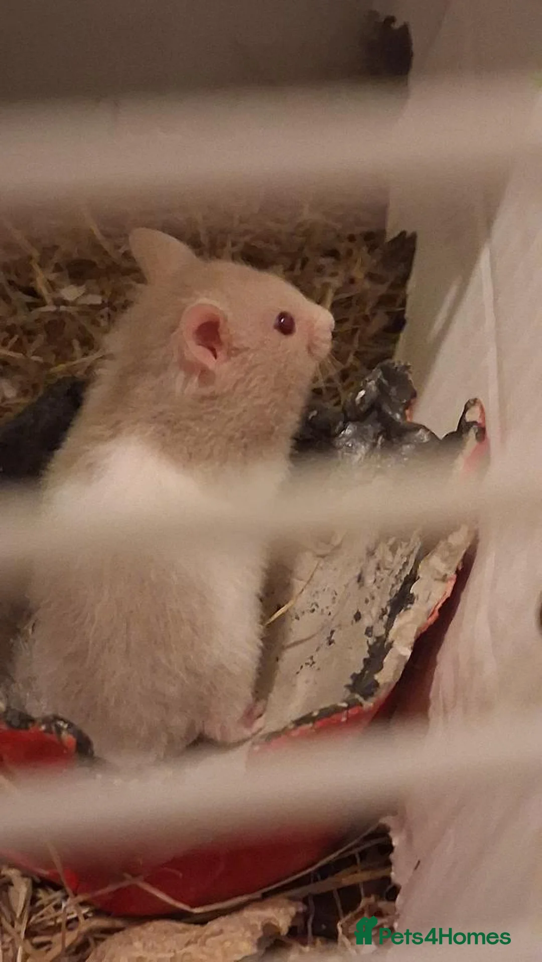 Hamster rodents for sale: Baby syrian hamsters - Advert 2
