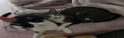 Mixed Breed cats for sale: Two sisters for rehoming - Advert 3