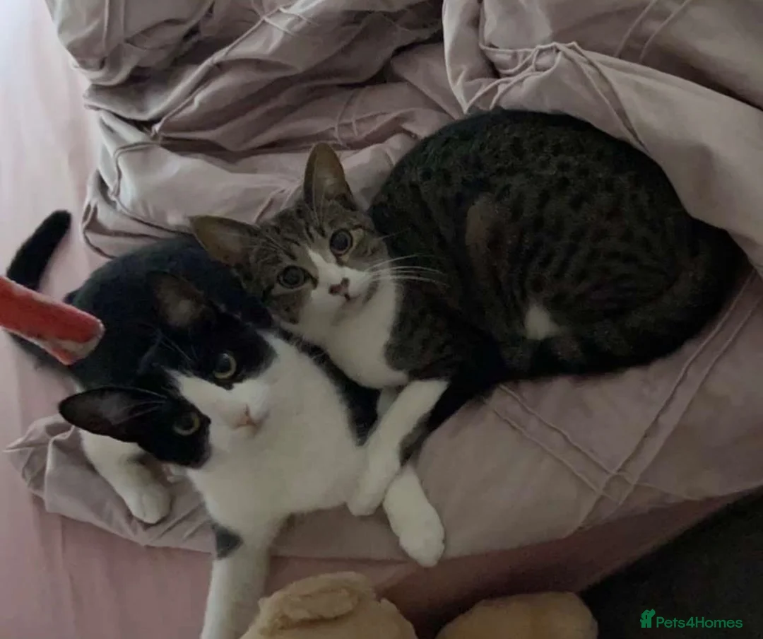 Mixed Breed cats for sale: Two sisters for rehoming - Advert 3