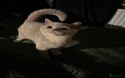 British Shorthair cats for sale: Ready nowBeautiful lilac tortie kitten - Image 8