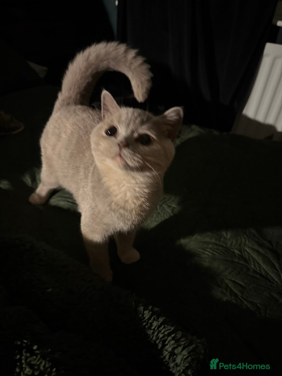 British Shorthair cats for sale: Ready nowBeautiful lilac tortie kitten - Image 8