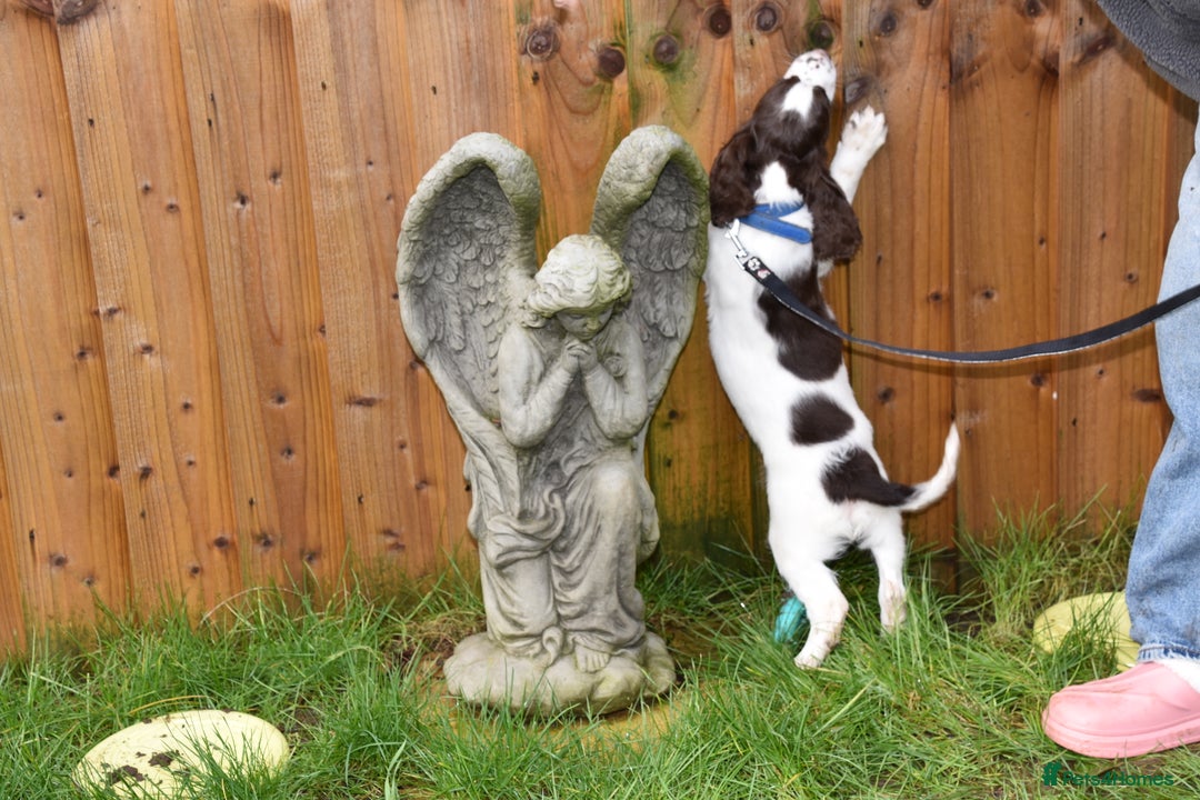 Cocker Spaniel dogs for sale: Ready Now Kc Reg Health Tested - Advert 6