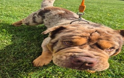 Chow Chow dogs for stud: Bulldog dog x chow chow - Image 2