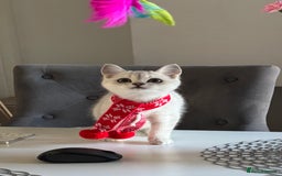 Scottish Fold cats for sale: Scottish Straight Boy - Image 10