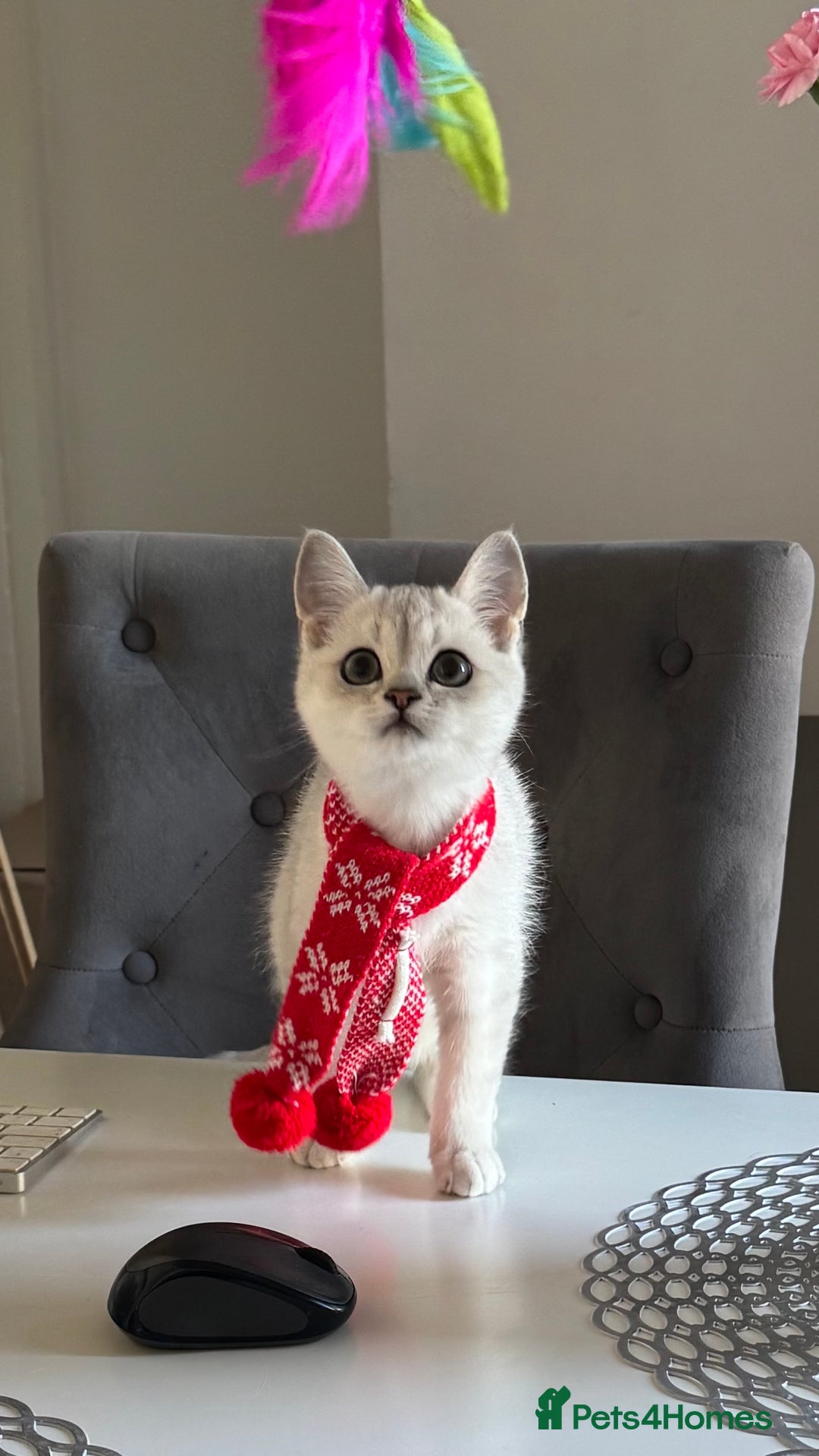 Scottish Fold cats for sale: Scottish Straight Boy - Image 10