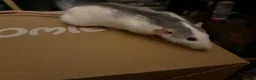 Rat rodents for sale: BEAUTIFUL BABY TAME RATS  - Advert 3