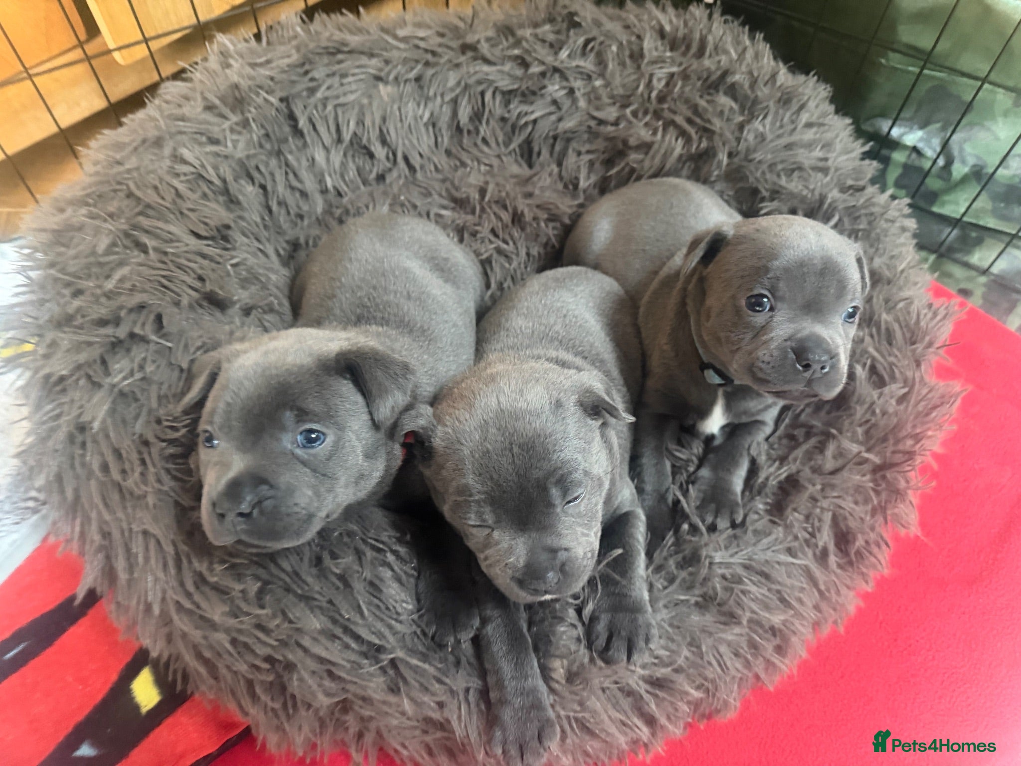 Staffordshire Bull Terrier dogs KCRegistered BlueStaffordshire BullTerrier Puppies - Advert 1