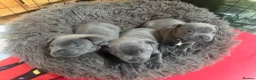 Staffordshire Bull Terrier dogs for sale: KCRegistered BlueStaffordshire BullTerrier Puppies in Clydebank - Advert 16