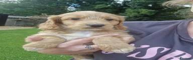 Golden Girl