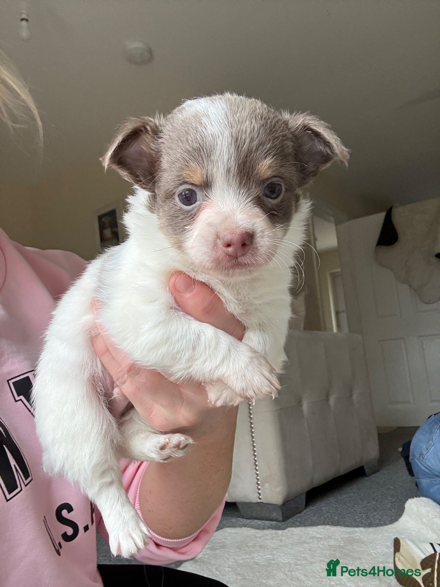 Jack Chi dogs Tiny fluffy chihuahua x jack Russell puppies  - Advert 4