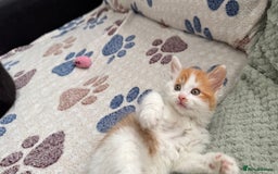 Domestic Shorthair cats for sale: Beautiful and adorable kittens for sale☺️ - Image 35