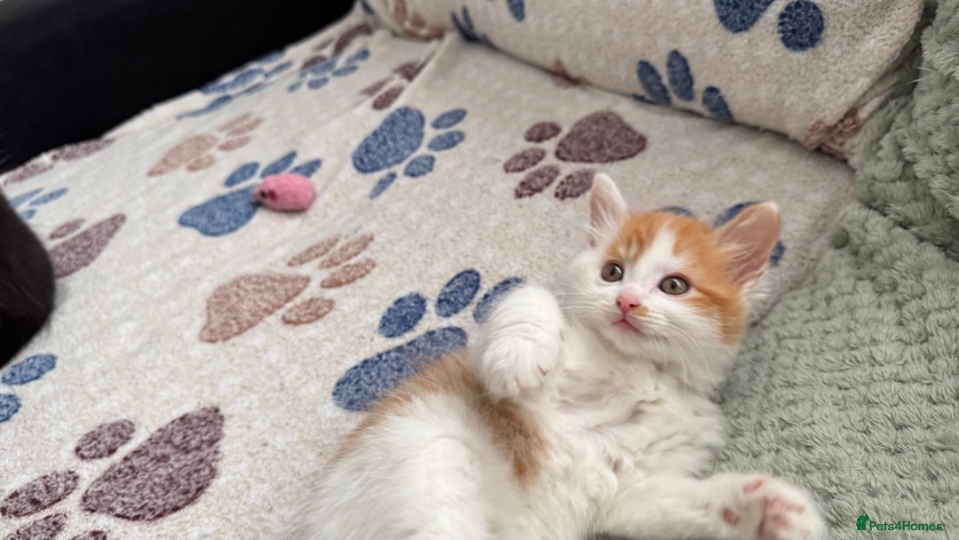Domestic Shorthair cats for sale: Beautiful and adorable kittens for sale☺️ - Image 35