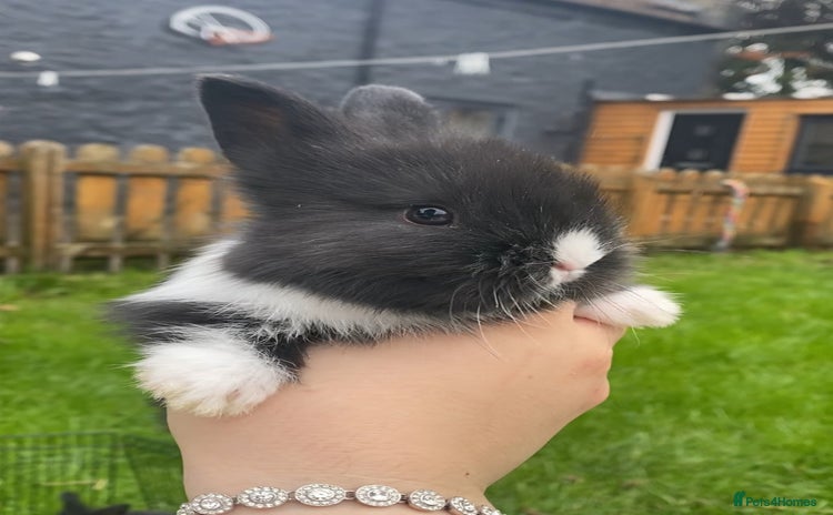 Mini Lop rabbits - Advert 12