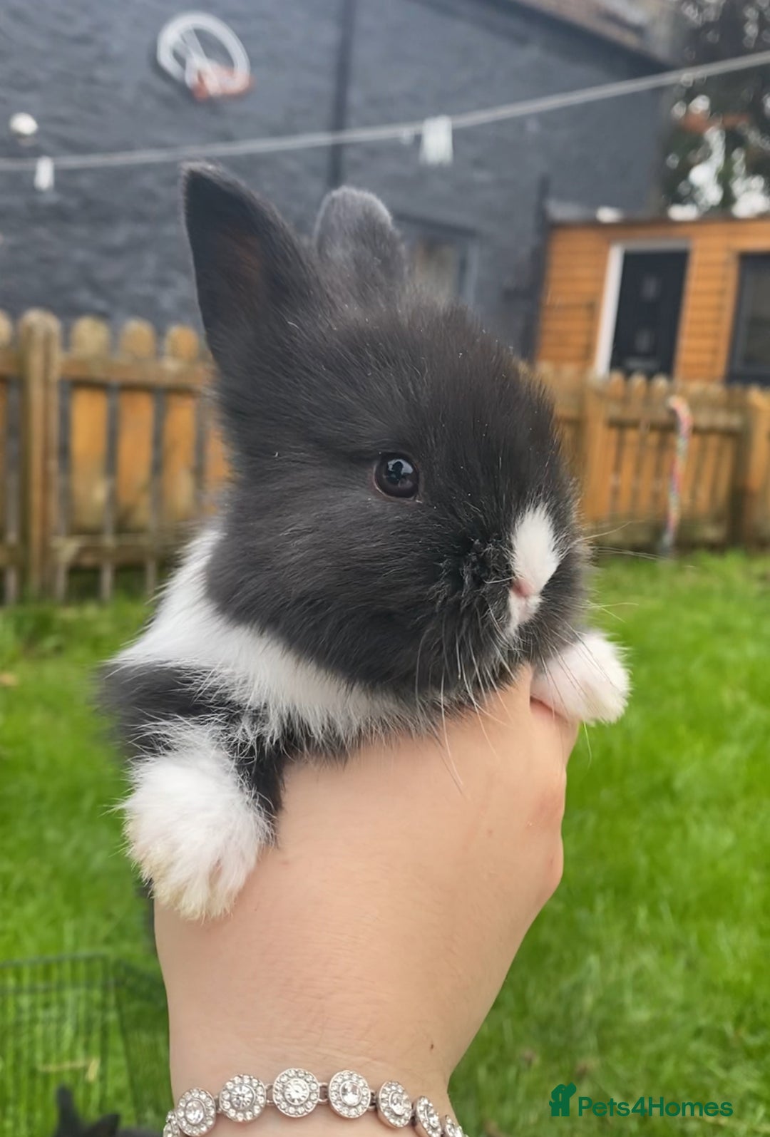 Mini Lop rabbits for sale: black and black and white Lionhead bunnies - Image 1