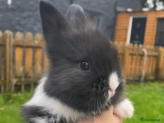 Mini Lop rabbits - Advert 12