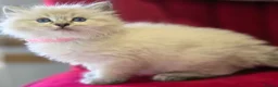 Ragdoll cats for sale: Ragdoll Kittens  in Newport - Advert 14
