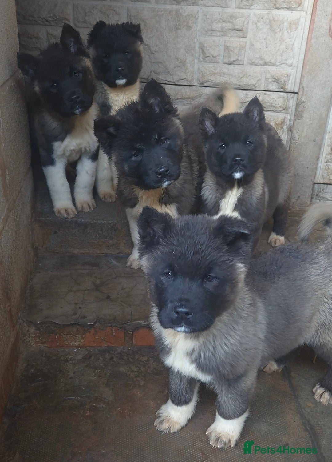 Akita dogs AMERICAN AKITA BLACK MASK BEARS - Advert 5