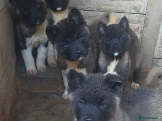 Akita dogs AMERICAN AKITA BLACK MASK BEARS - Advert 5