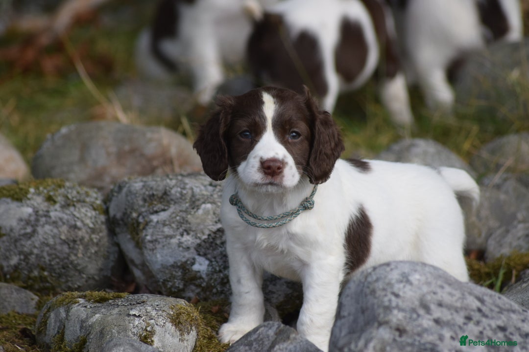 English Springer Spaniel dogs for sale: English springer spaniels  - Image 28
