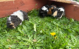 Guinea Pig rodents for sale: 4 baby male guinepigs  - Image 4