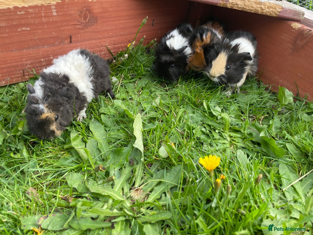 Guinea Pig rodents for sale: 4 baby male guinepigs  - Image 4