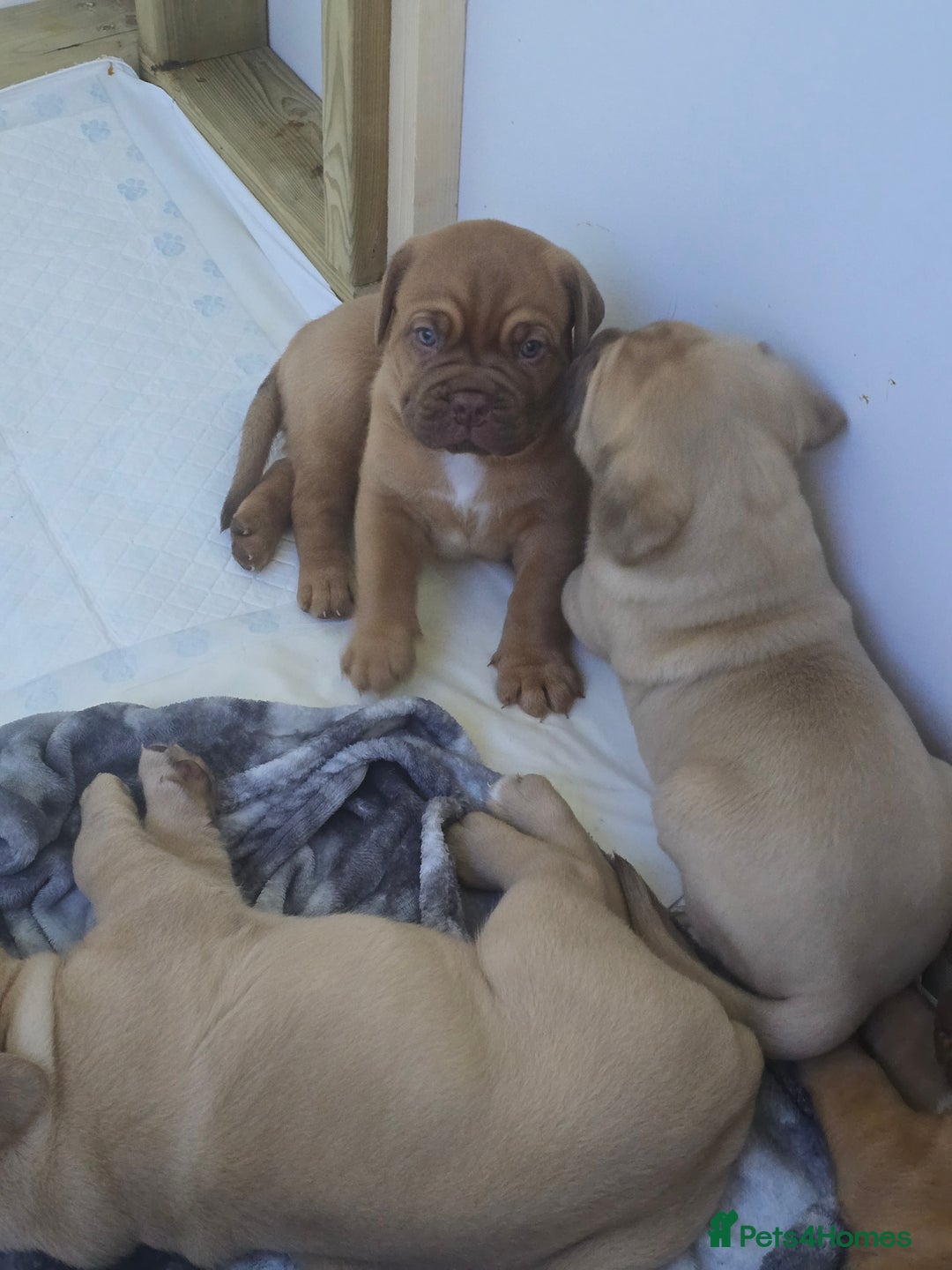 Dogue De Bordeaux dogs for sale: Dogue de bordeaux - Advert 24