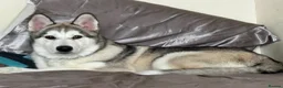 Siberian Husky dogs for sale: Almost 1 year old male Siberian Husky in Fraserburgh - Advert 1