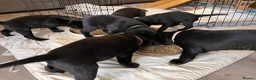 Labrador Retriever dogs for sale: Black Labrador puppies in Belper - Advert 3