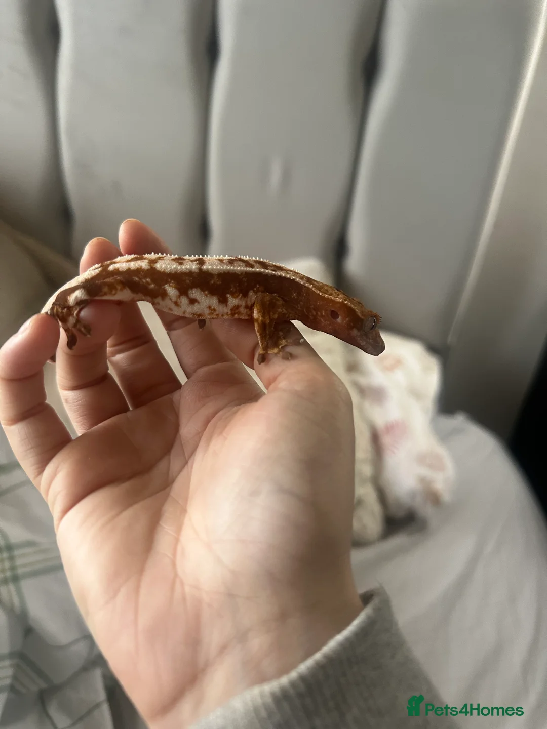 Gecko reptiles for sale: Red Lilly gecko - Advert 3