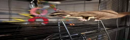 Sugar Glider rodents for sale: Whole set up male and female sugar gliders in Maidstone - Advert 4