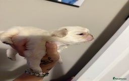 Pug dogs for sale: fluffy pug puppies  - Advert 22