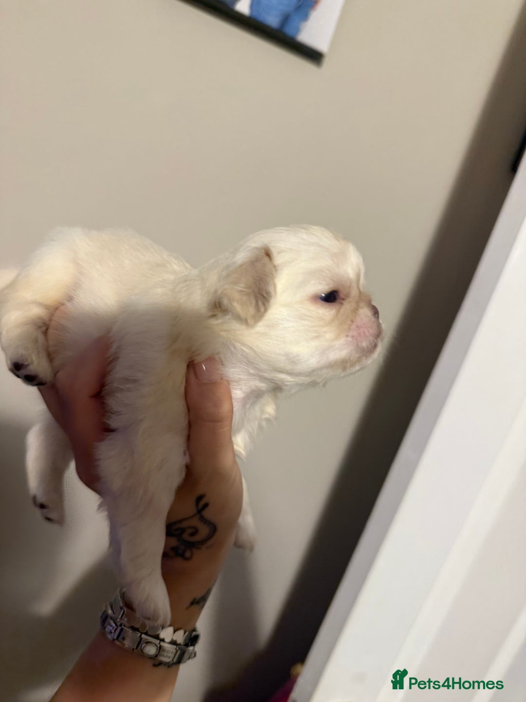 Pug dogs for sale: fluffy pug puppies  - Advert 22