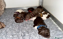 Standard Poodle dogs for sale: KC Standard Poodle Waiting List  - Image 4