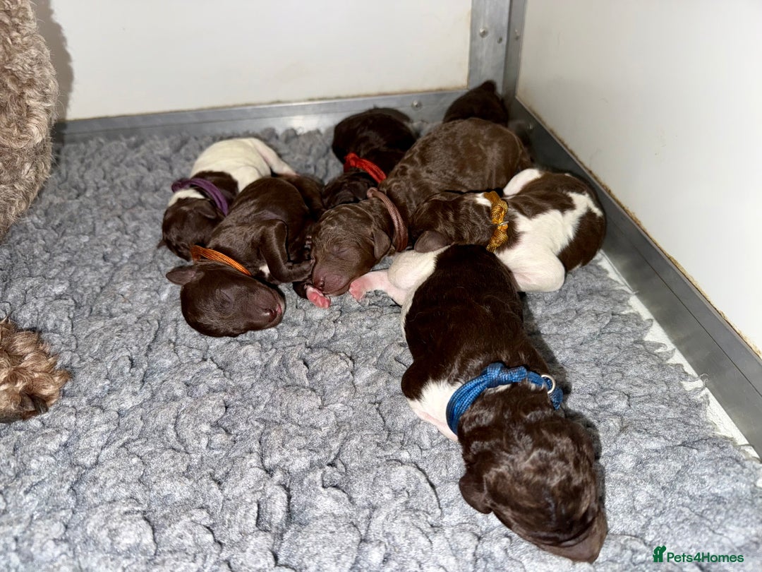 Standard Poodle dogs for sale: KC Standard Poodle Waiting List  - Image 4