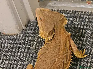 Mixed Breed reptiles Various animals for sale NOT £10 - Advert 14